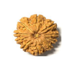 10 Mukhi Rudraksha