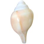 ellybean Retails Vamavarti Original Loud Blowing Shankh - Image 4