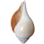 ellybean Retails Vamavarti Original Loud Blowing Shankh - Image 3