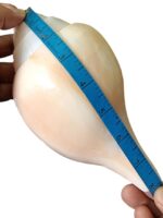 ellybean Retails Vamavarti Original Loud Blowing Shankh - Image 2