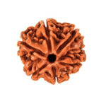 6 Mukhi Rudraksha