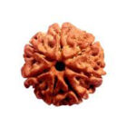 7 Mukhi Rudraksha