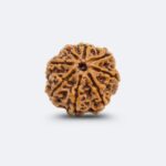 8 Mukhi Rudraksha