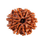 9 Mukhi Rudraksha