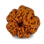 5 Face Rudraksha